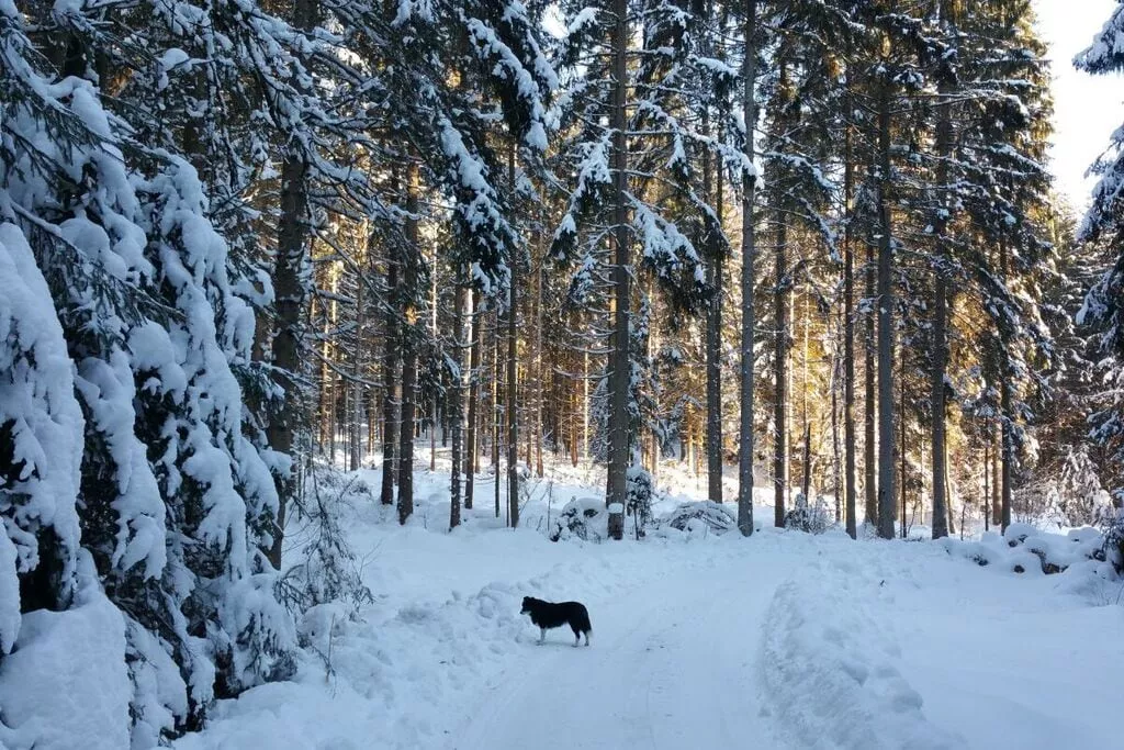 466835-Gebied winter 5km