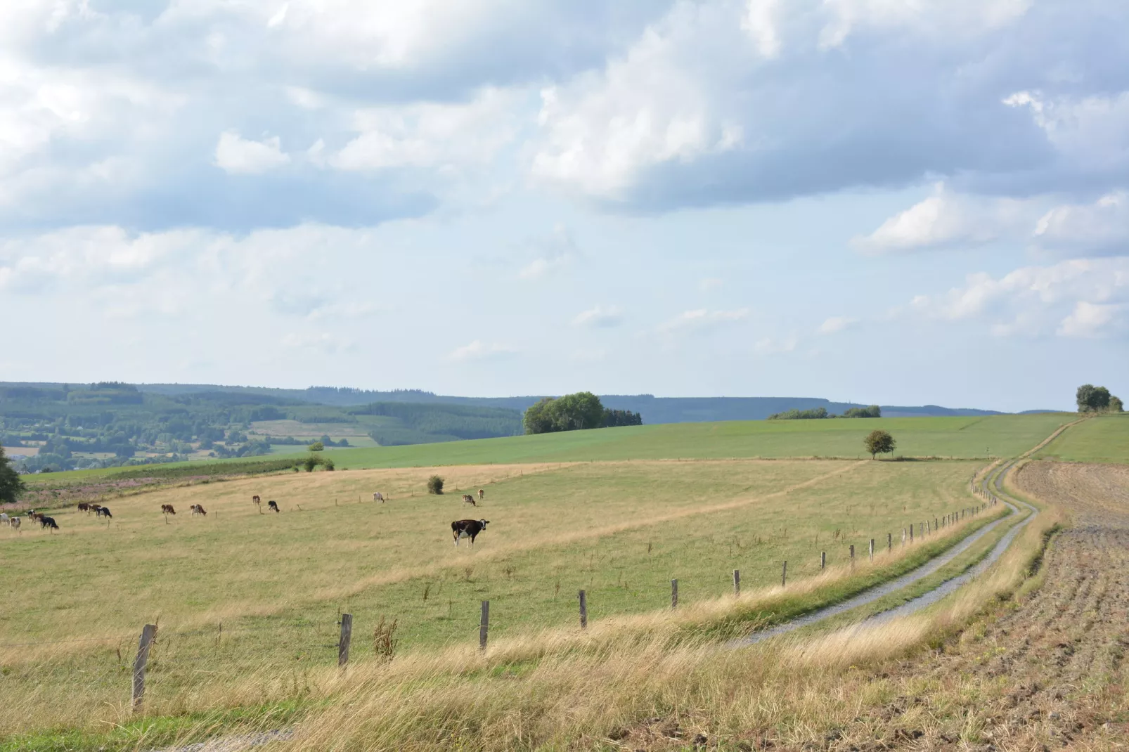 Le vieil érable-Gebieden zomer 1km