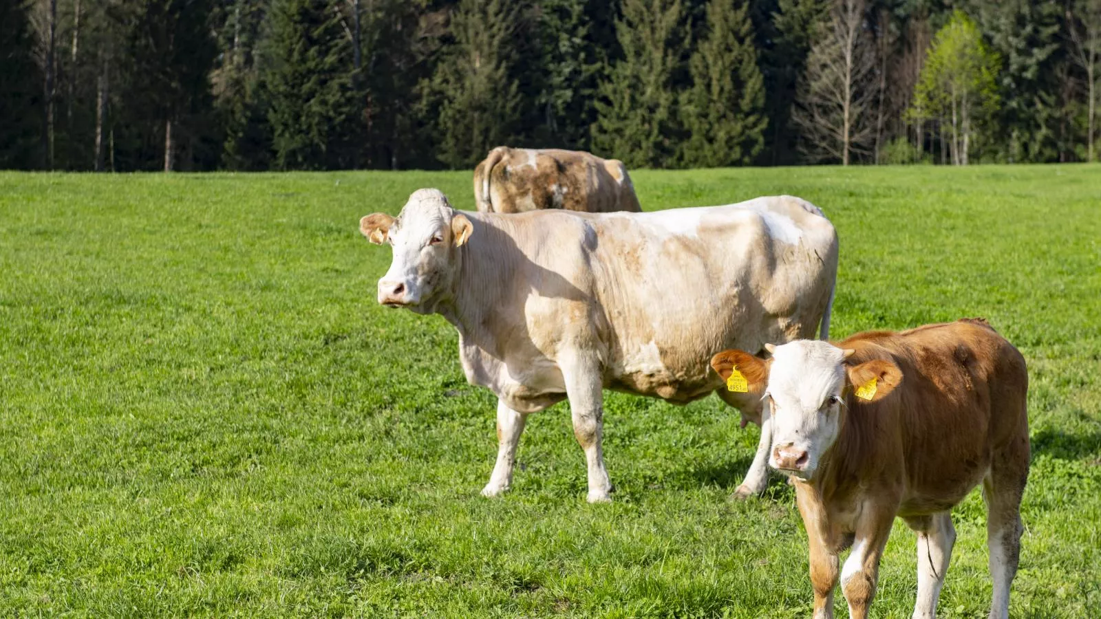 Auszeit am Bauernhof-Gebieden zomer 1km