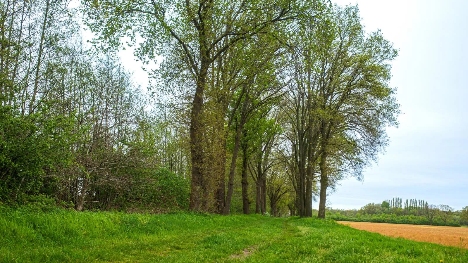 Het Edelhert-Gebieden zomer 5km