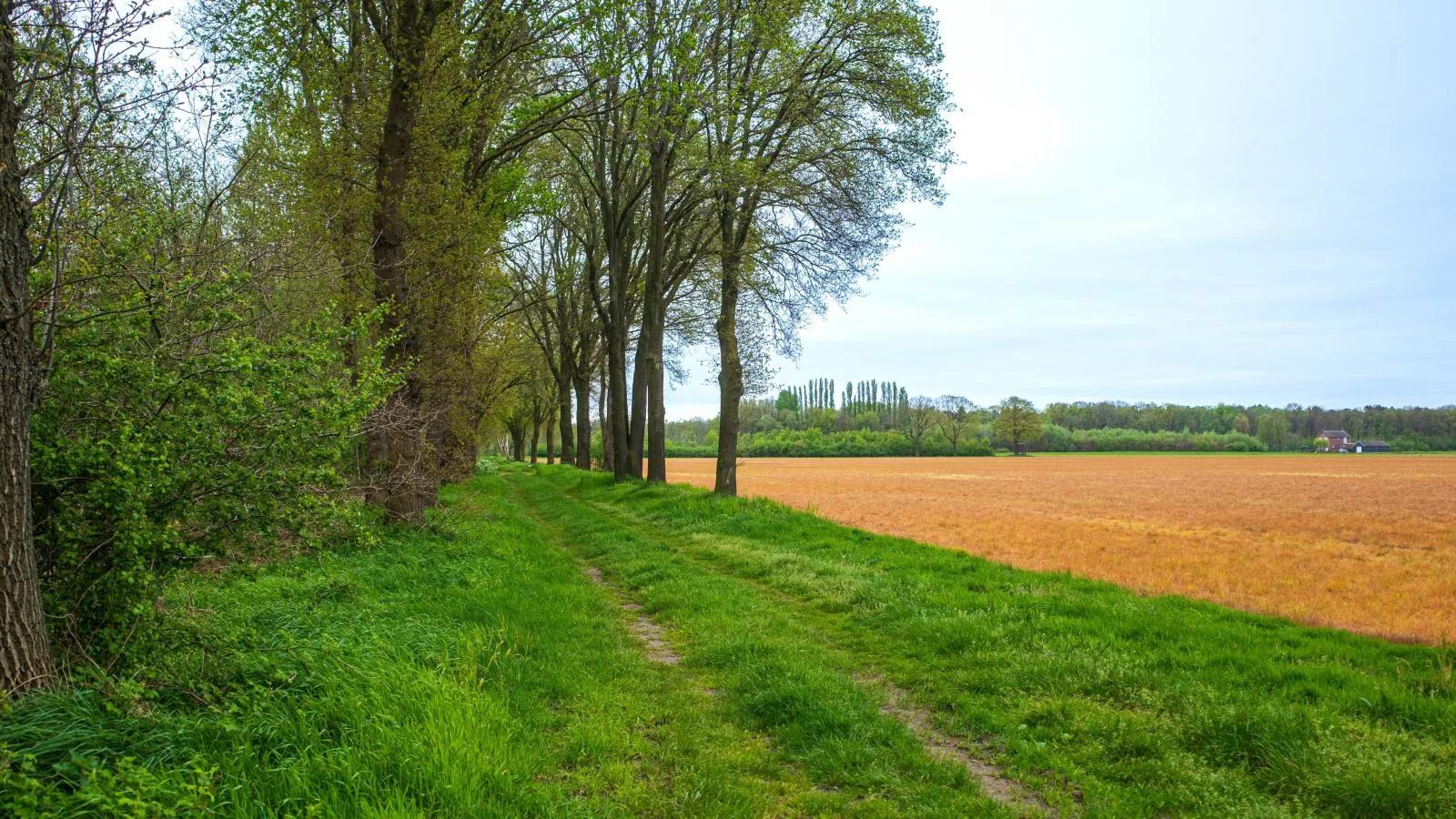 Het Edelhert-Gebieden zomer 5km