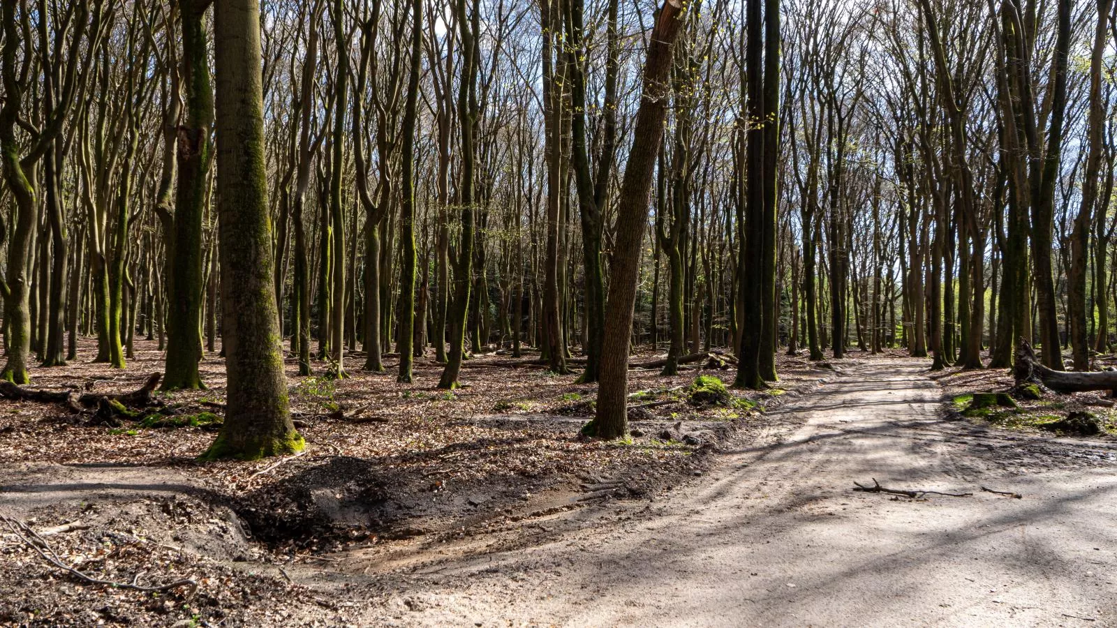 Mos-Gebieden zomer 1km