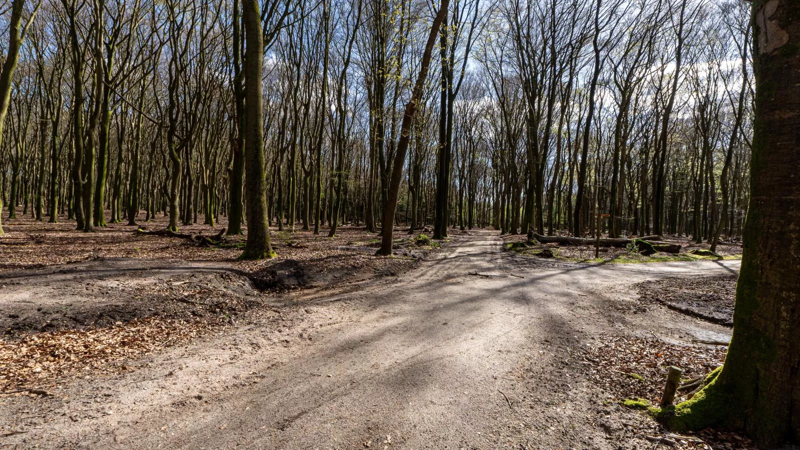 Mos-Gebieden zomer 1km