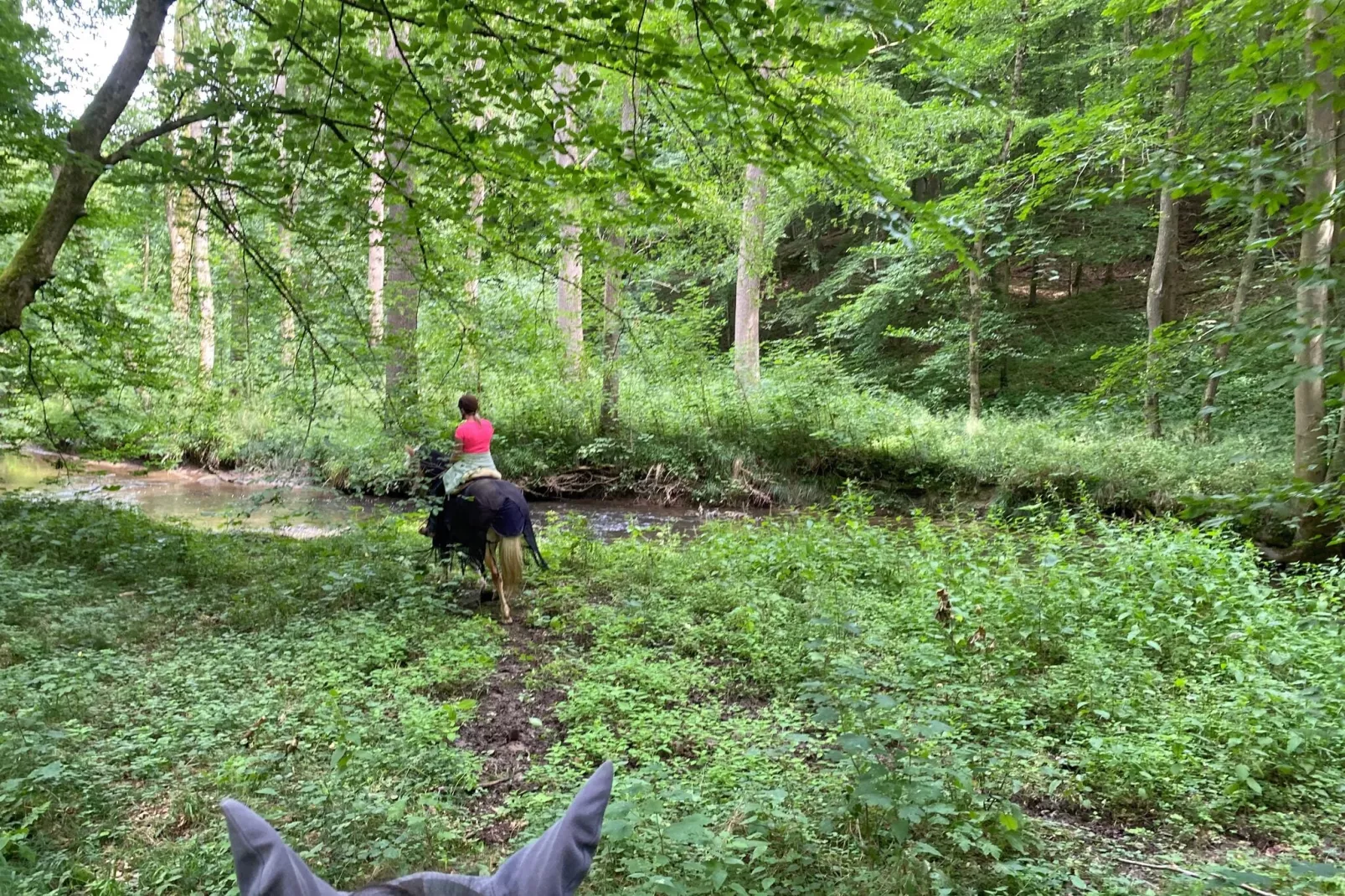 Unterniesemühle-Gebieden zomer 1km