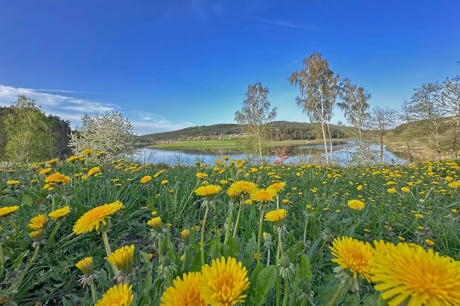 FERIENDORF SEEBLICK - Tiny Chalet am Eixendorfer See-Uitzicht zomer