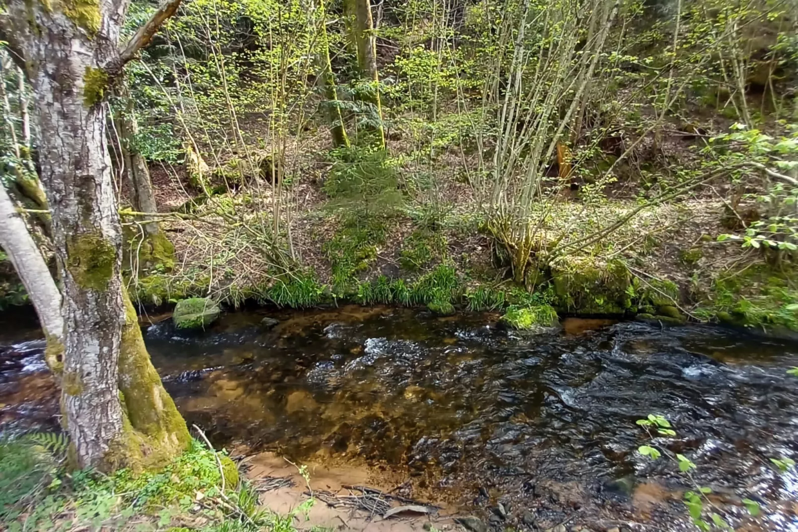 Ferienhaus mit eigener Bar am Bach in Saint Quirin-Gebieden zomer 5km