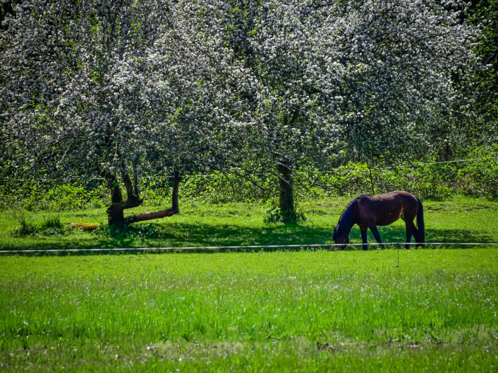 Gorski Hedon-Omgeving