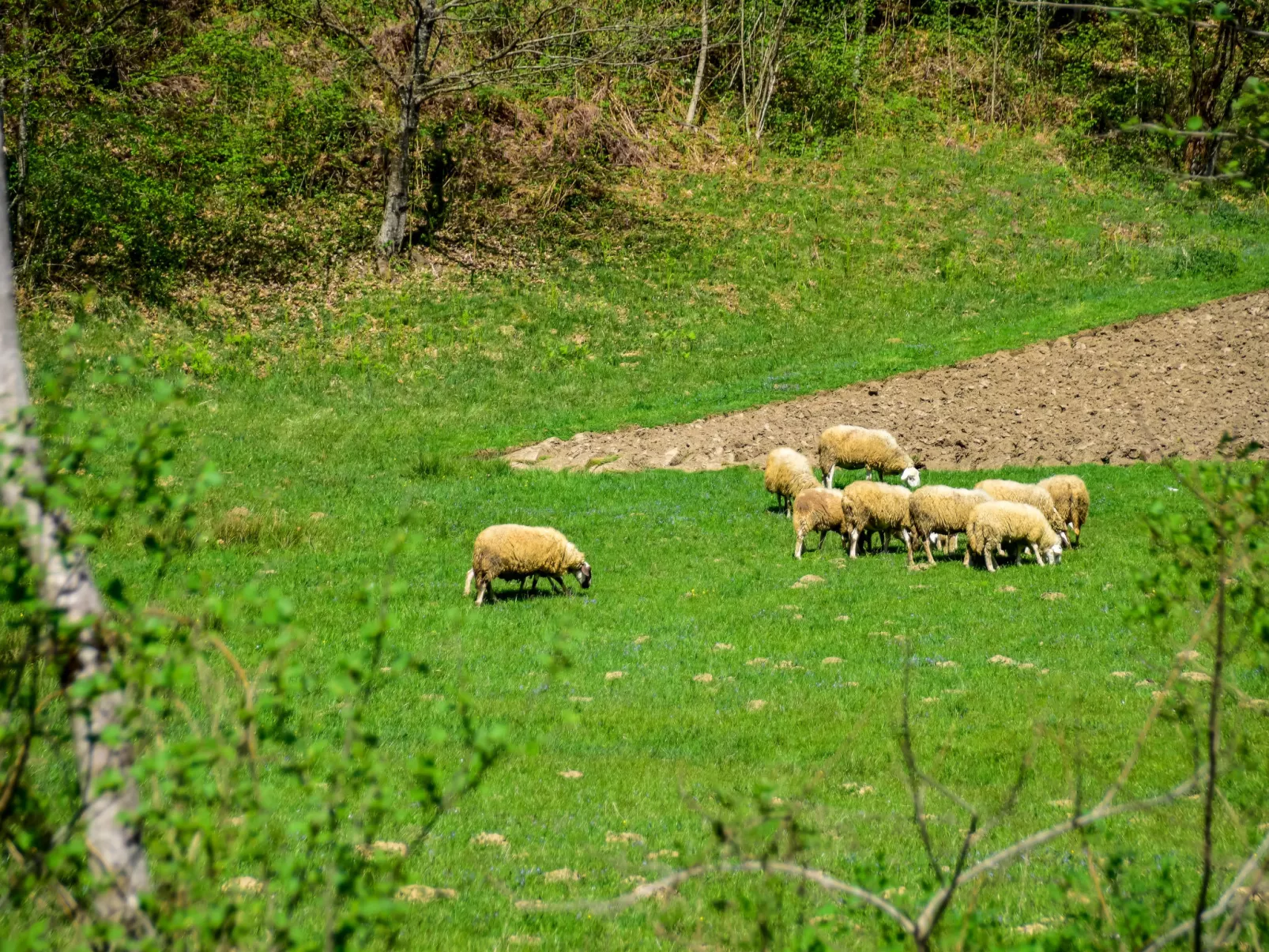 Gorski Hedon-Omgeving