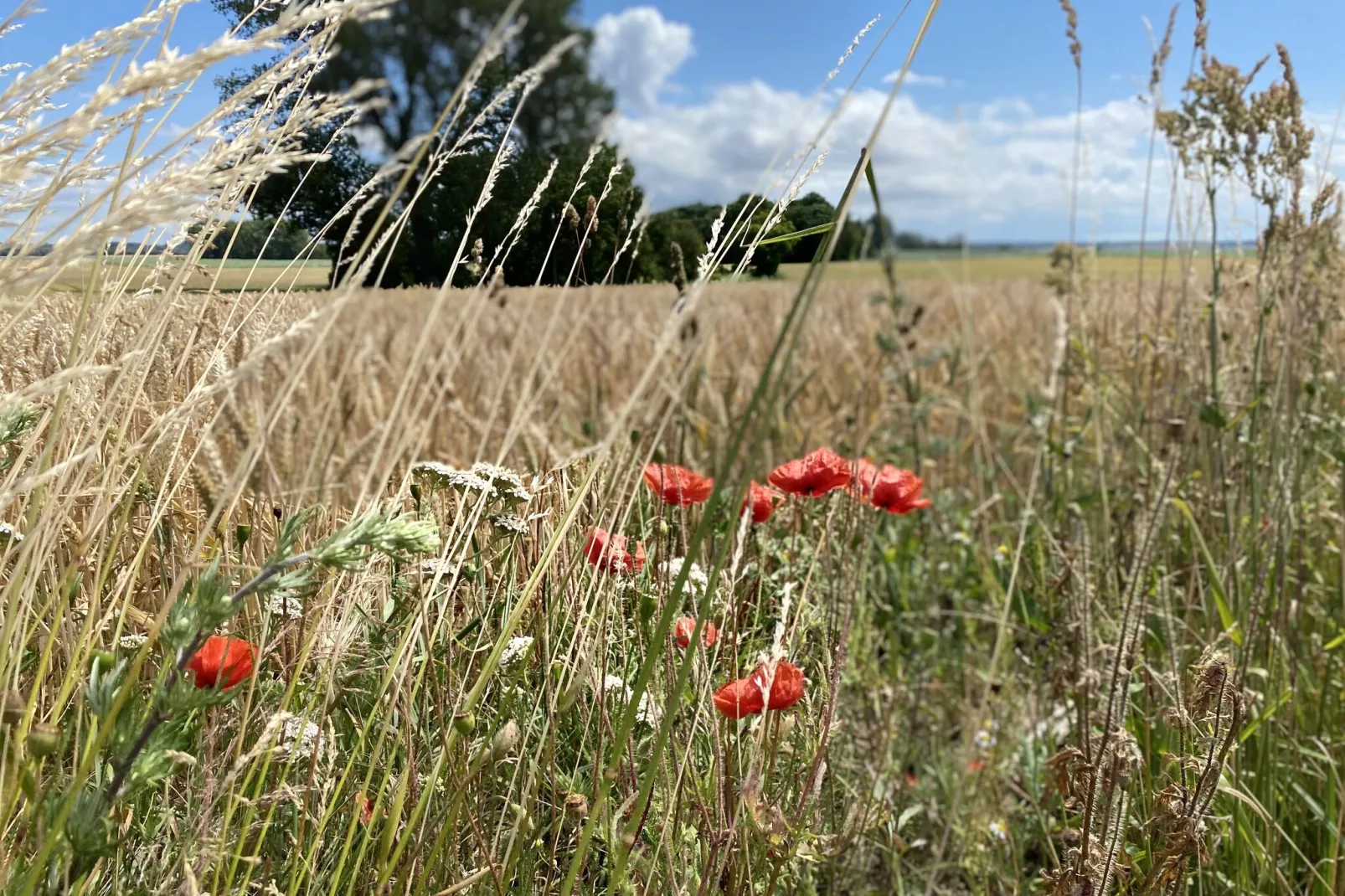 Ferienwohnung Am Alten Gutshof-Gebieden zomer 1km