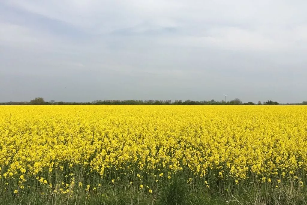 185564-Gebieden zomer 5km