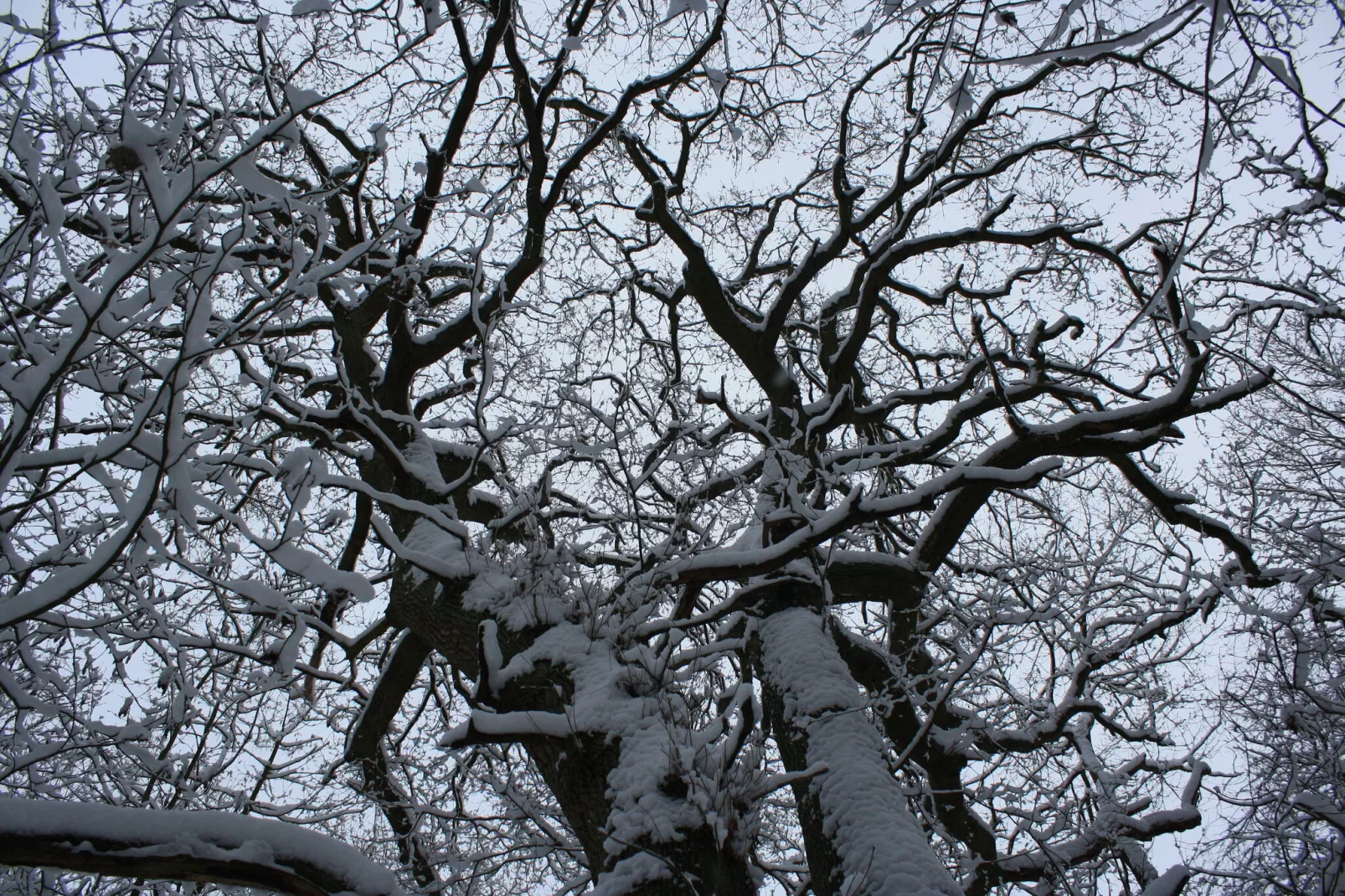 Sandkorn-Gebied winter 1km