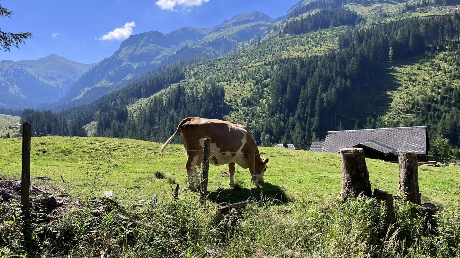 Ahorn Mountainlodge-Gebieden zomer 5km