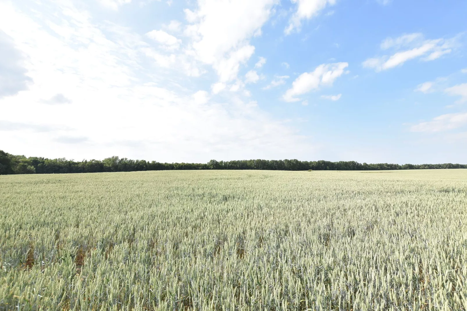 Koppelblick & Heidenholz XXL-Gebieden zomer 1km