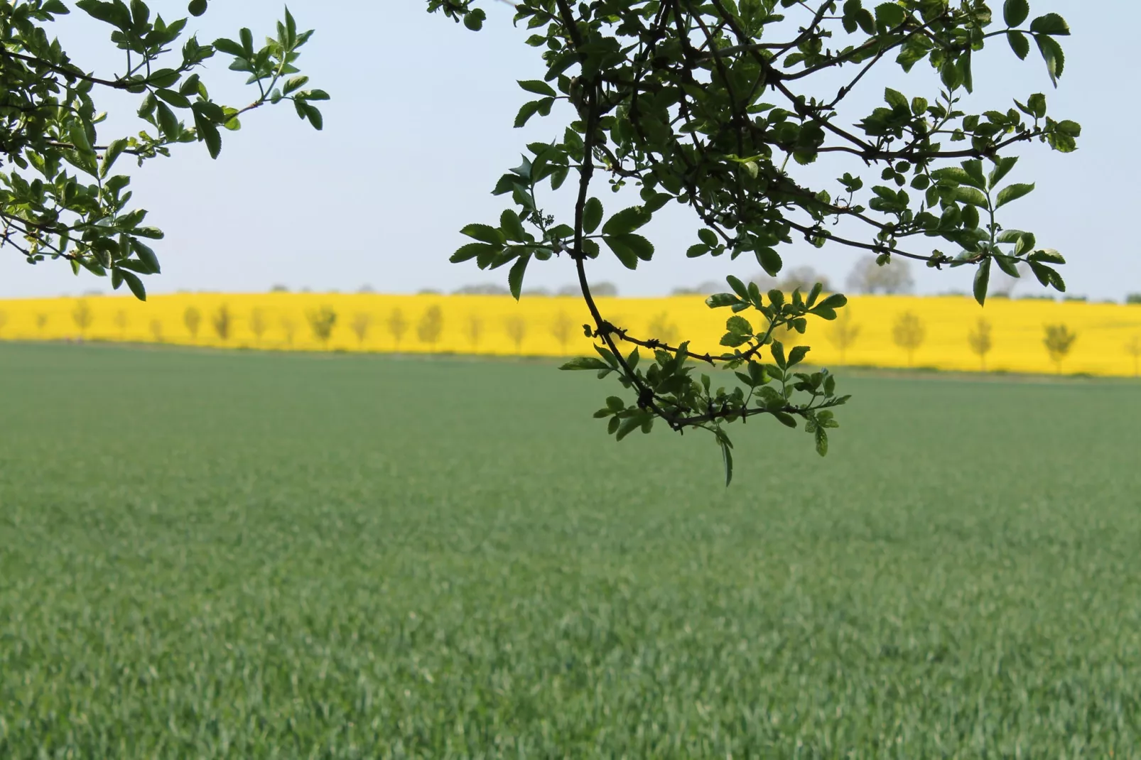 Koppelblick & Heidenholz XXL-Gebieden zomer 5km