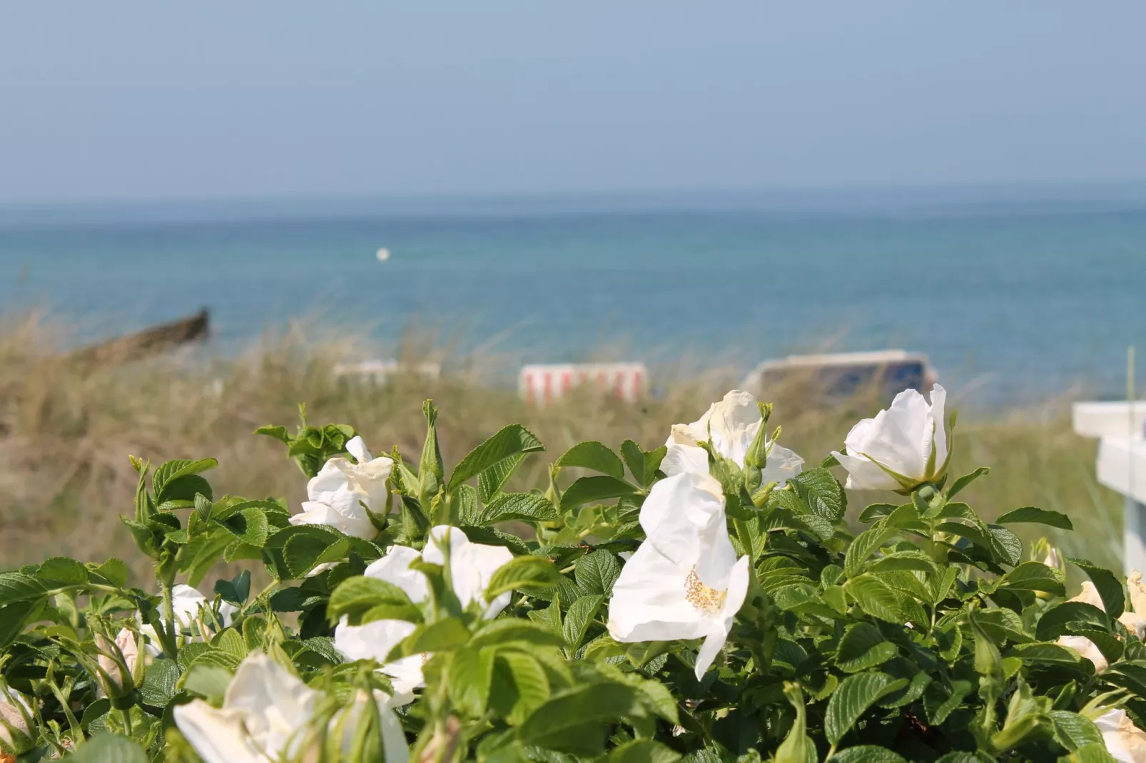 Koppelblick & Heidenholz XXL-Gebieden zomer 20km