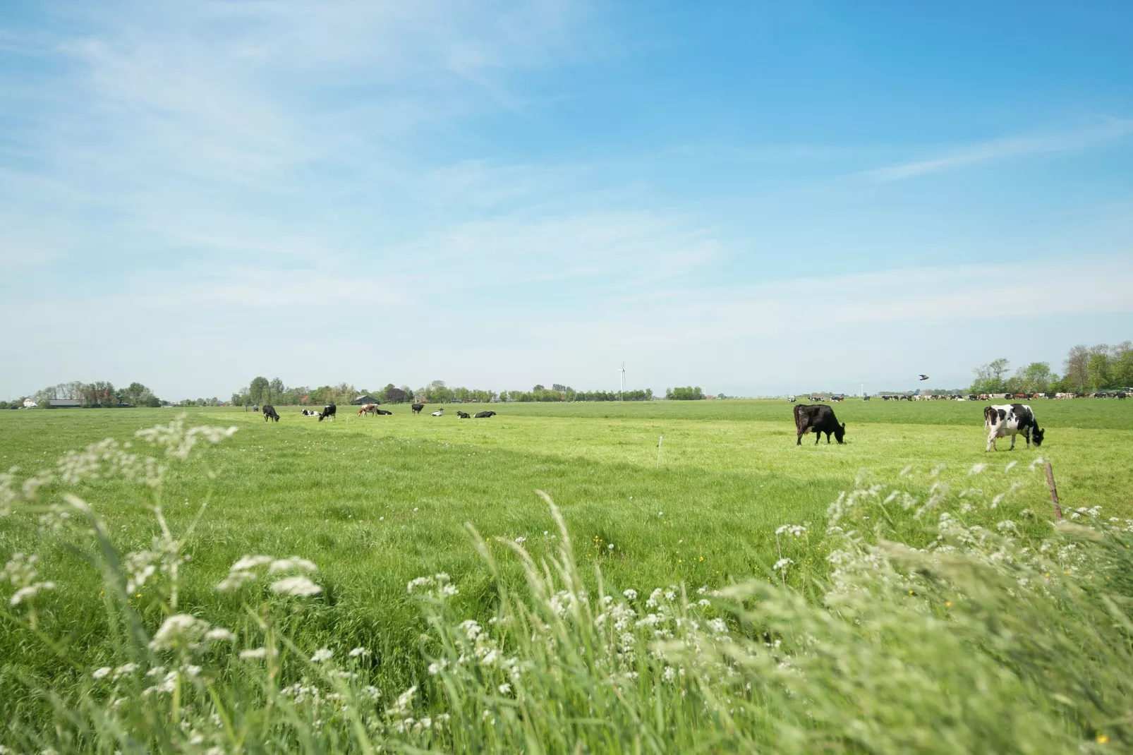 Pronkkeamer Skrins-Gebieden zomer 1km