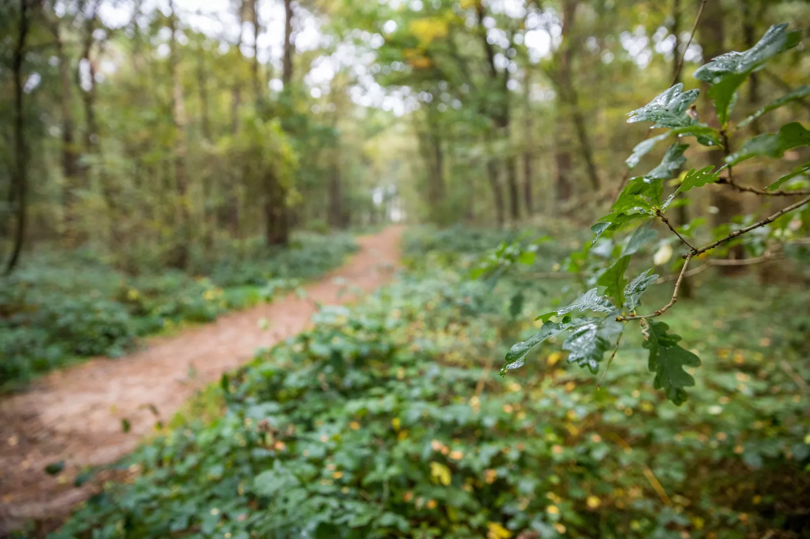 Landgoed Het Grote Zand 14-Gebieden zomer 5km