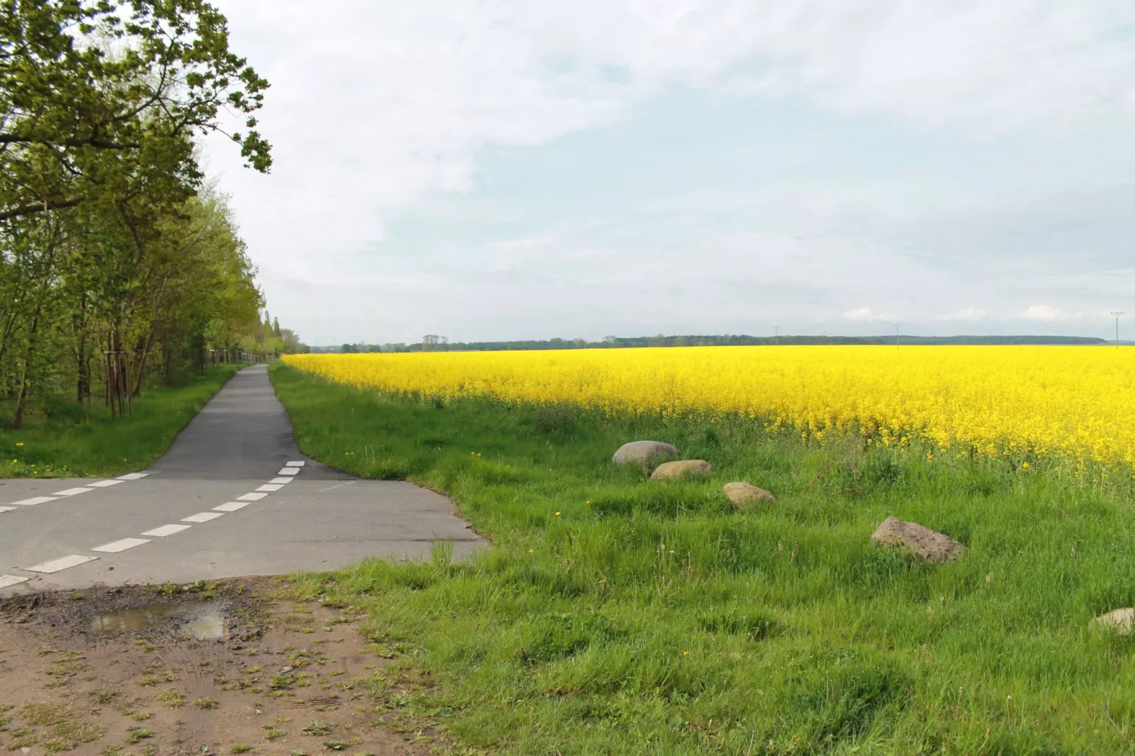 Reetdach 4 Linden-Uitzicht zomer