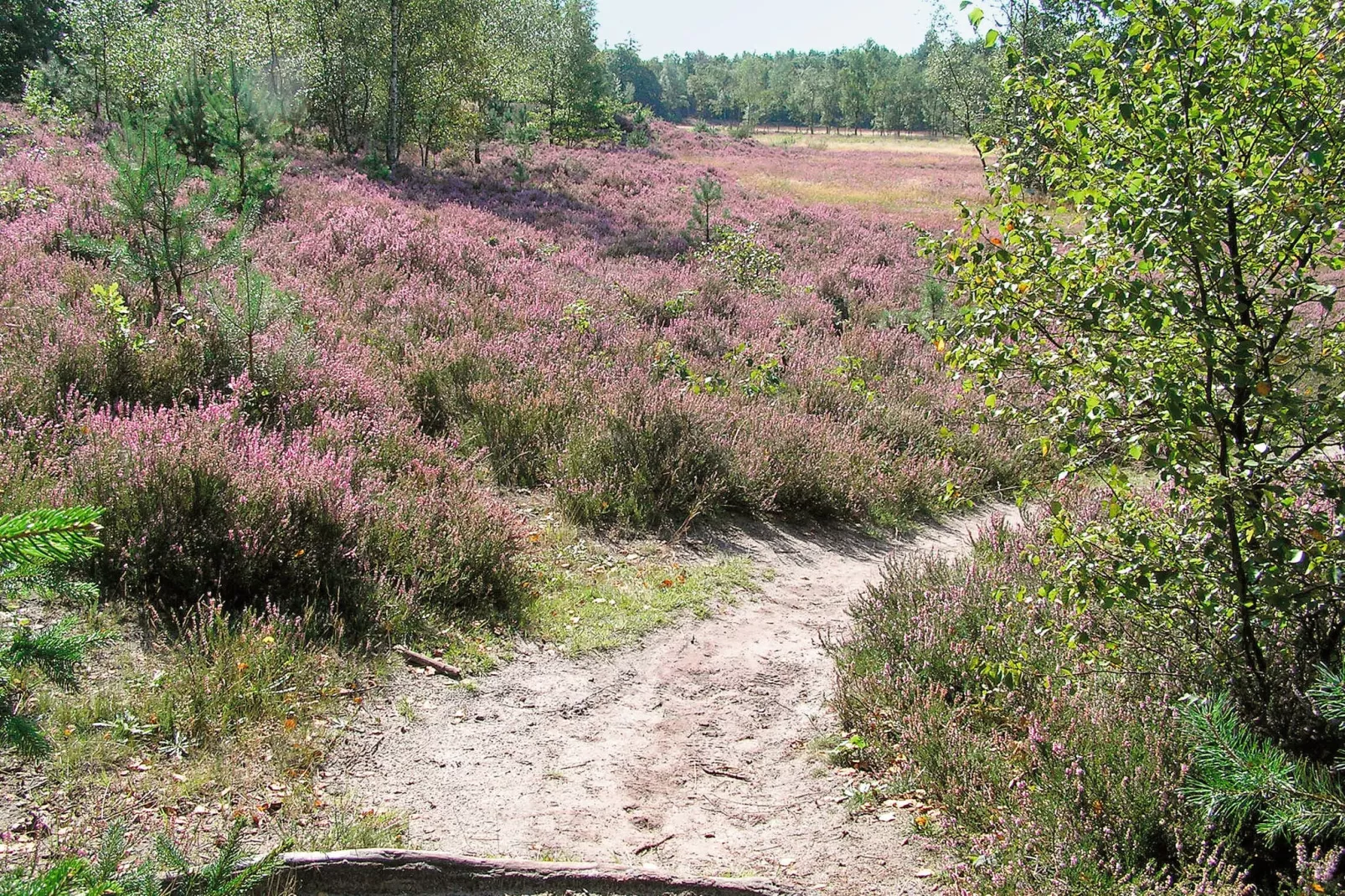 Het Drentse Wold 6-Gebieden zomer 5km