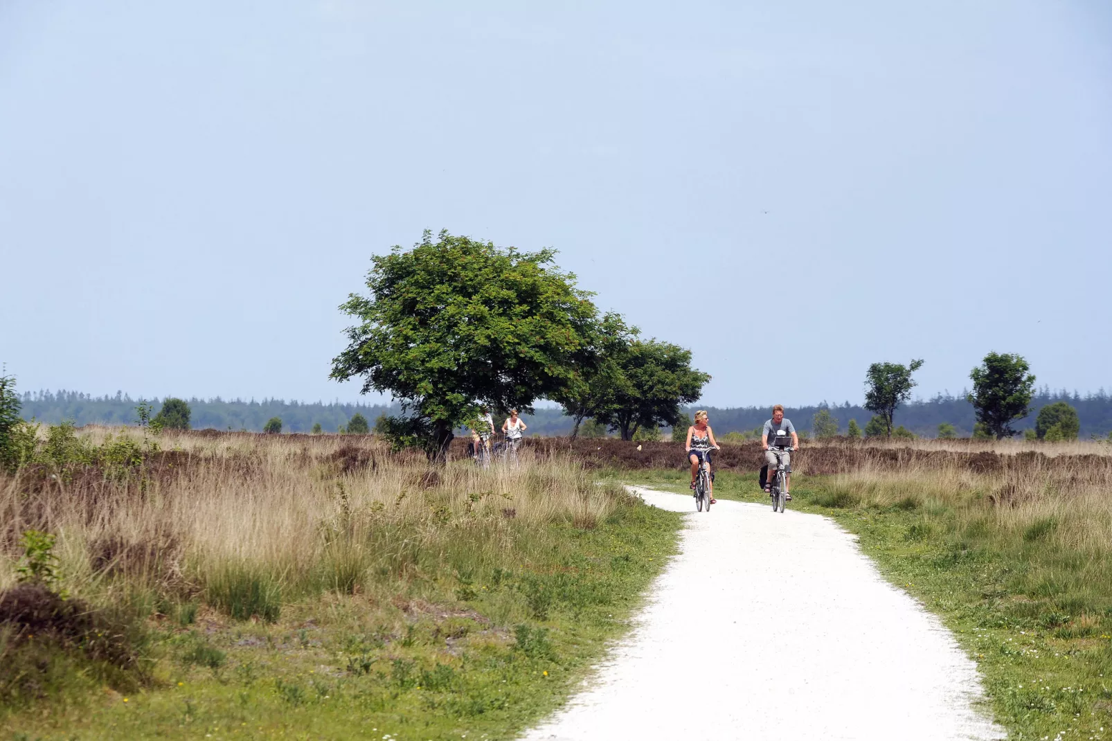 Het Drentse Wold 6-Gebieden zomer 20km