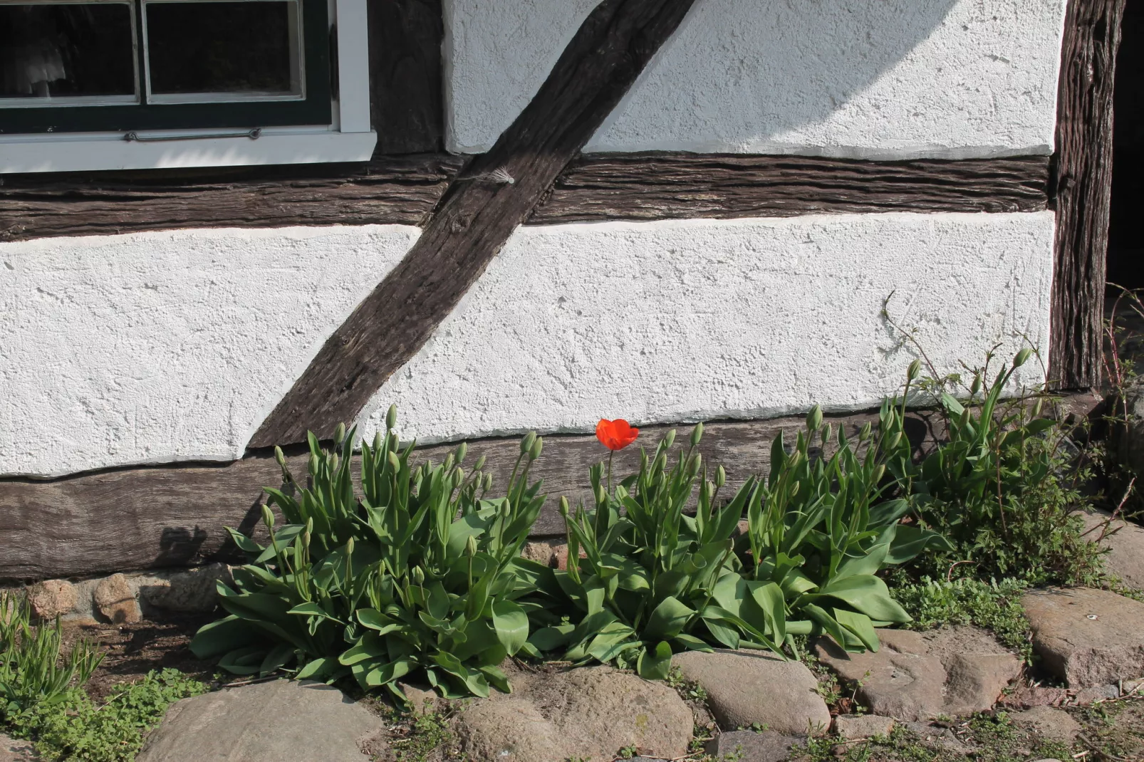 Reetdach 4 Linden-Uitzicht zomer