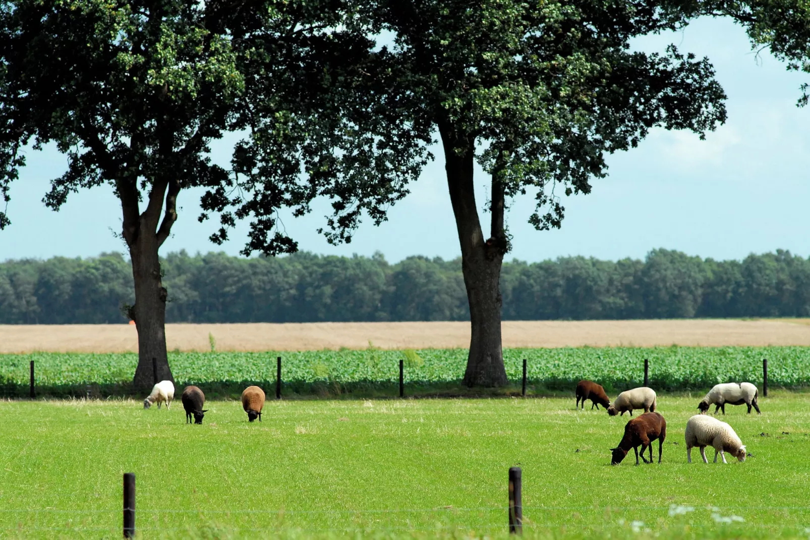 Het Drentse Wold 2-Gebieden zomer 5km