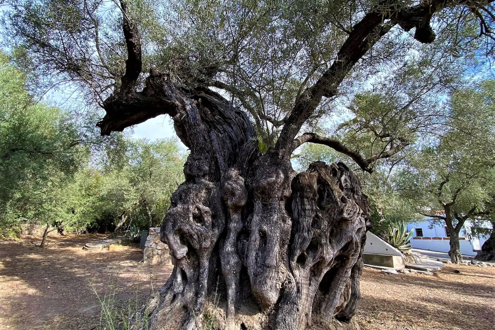 Cortijo de Santa Cruz-Tuinen zomer