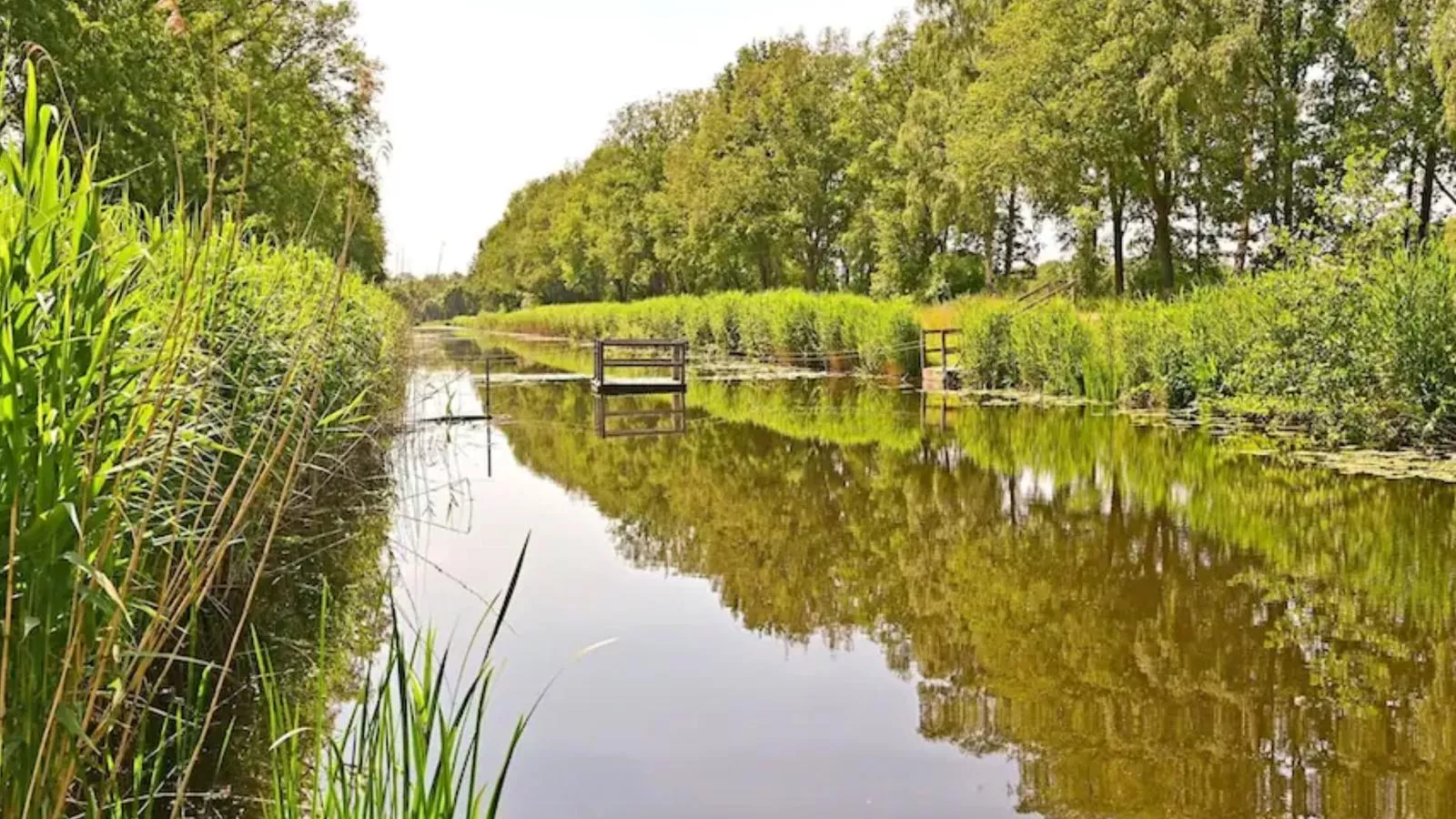 Boszicht Reutum-Gebieden zomer 5km
