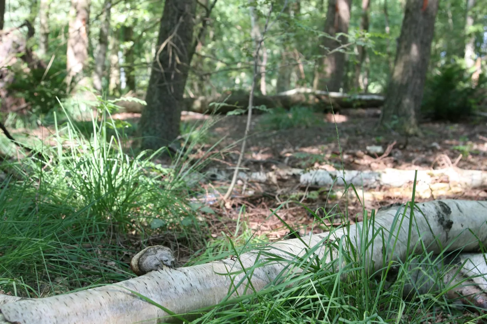 Het Hart van Drenthe 4-Gebieden zomer 5km