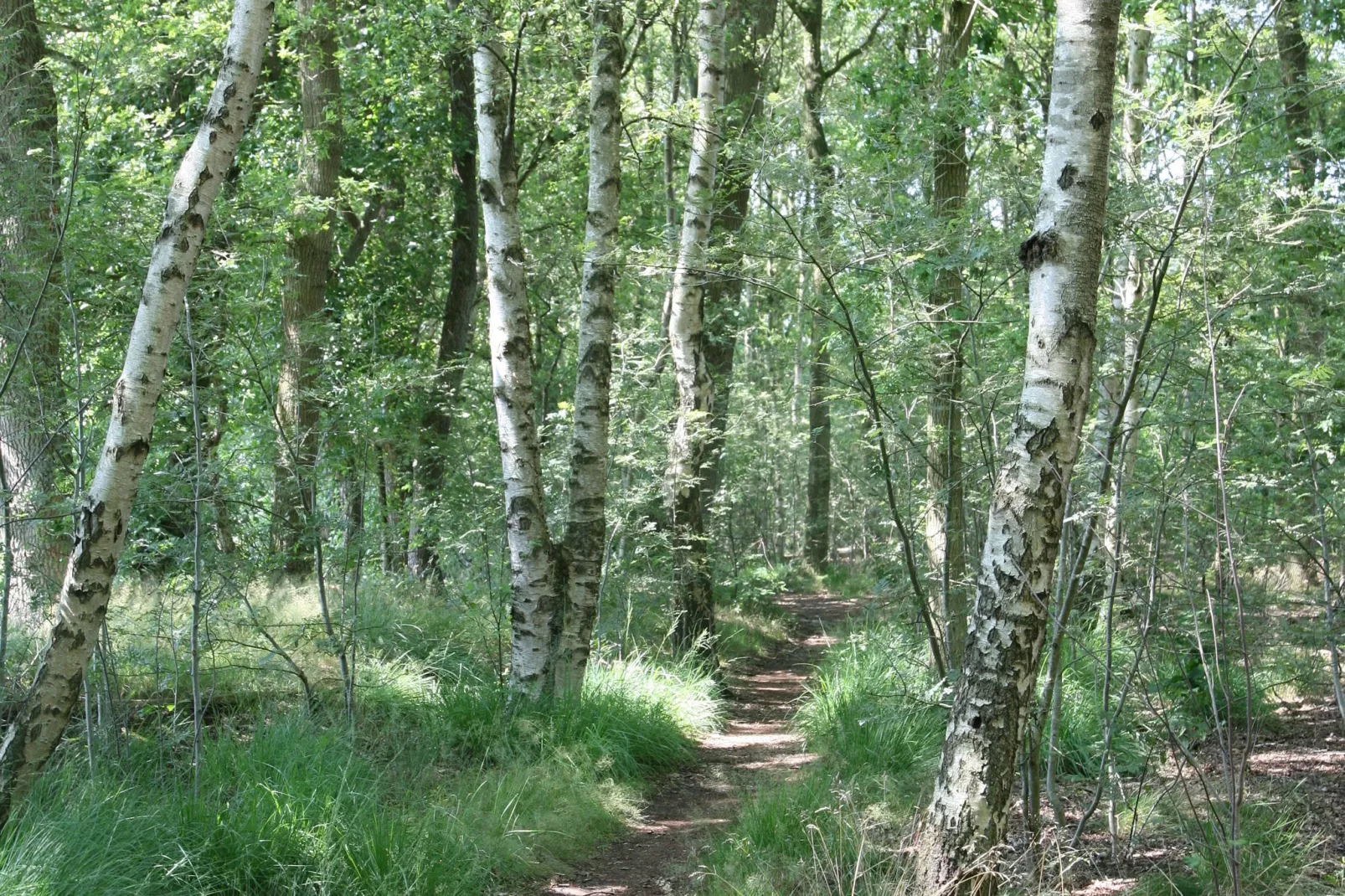 Het Hart van Drenthe 4-Gebieden zomer 5km