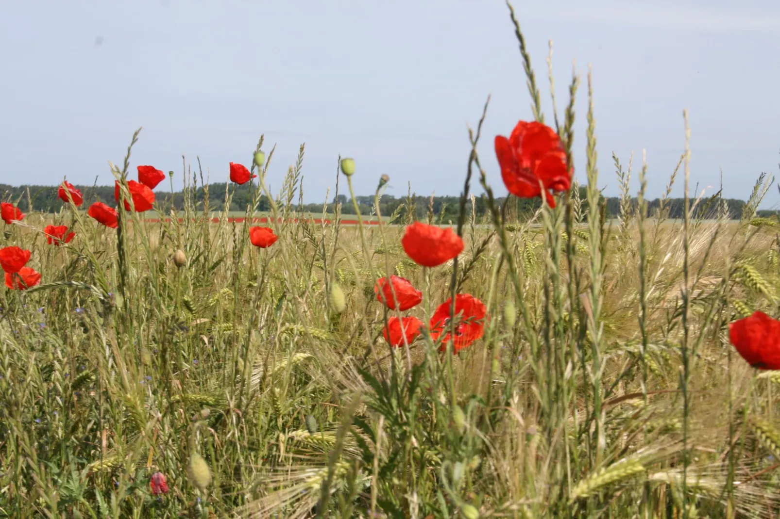 Schwalbenhof im Reetdachhaus-Gebieden zomer 1km