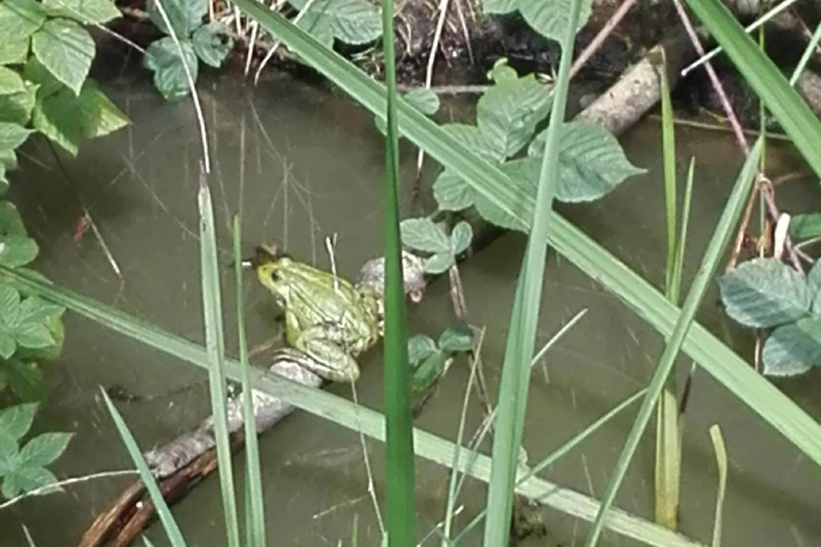Gîte "Au bord de l'Eau "-Tuinen zomer