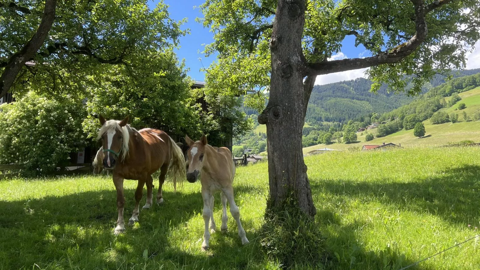 Sonnen Lodge Kaprun-Gebieden zomer 5km
