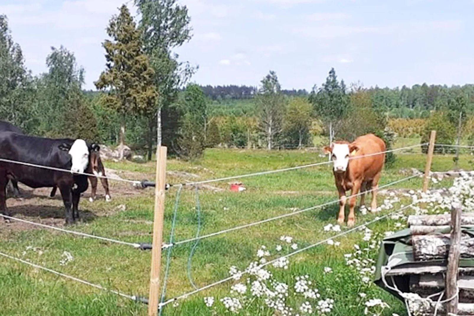 Vakantiehuis voor 8 gasten in Hultsfred-Buitenlucht