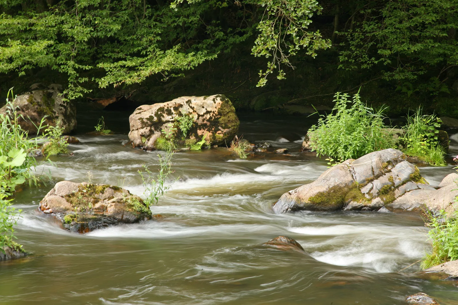 Wood Dream-Gebieden zomer 1km