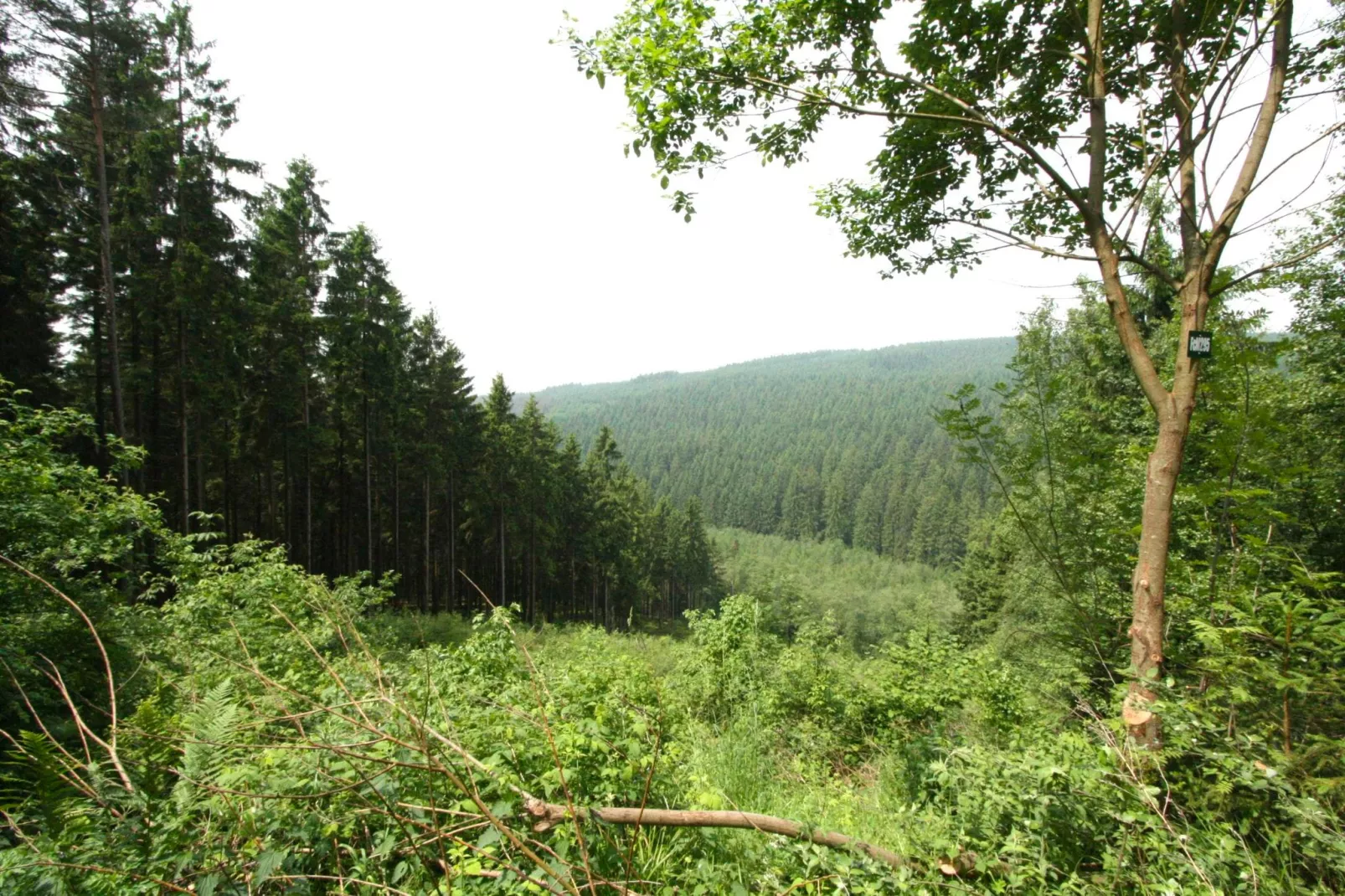 Ol Vich Périr Waimes-Gebieden zomer 1km