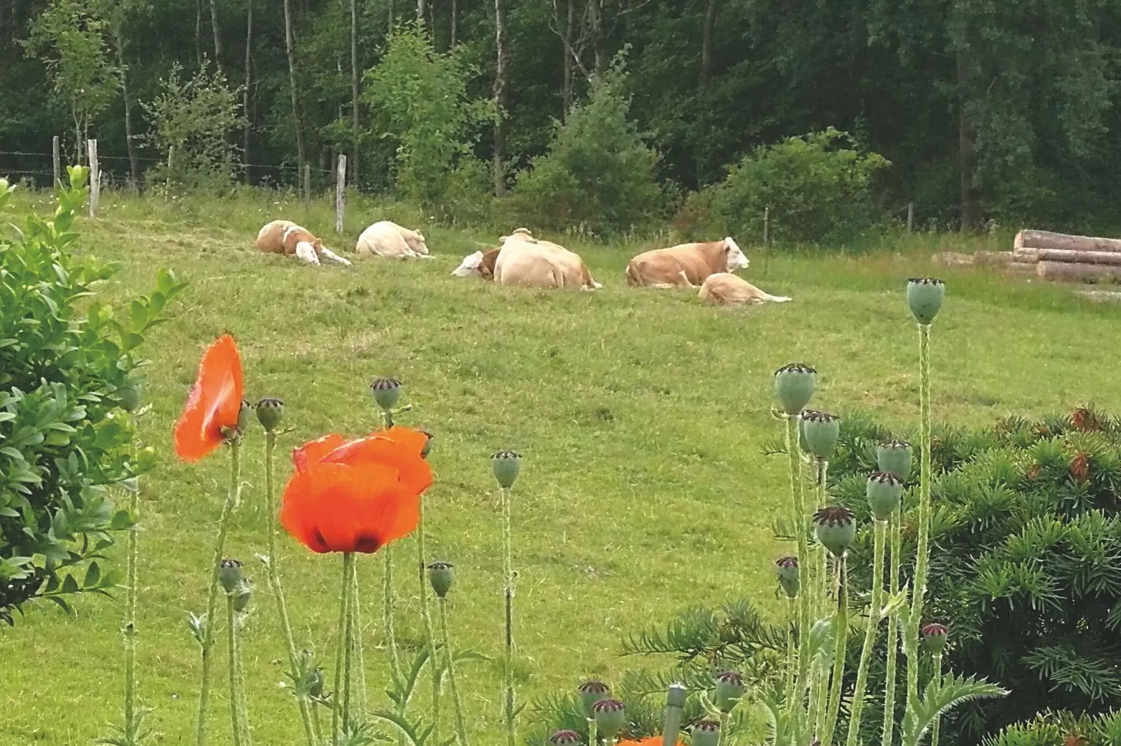 Mark-Uitzicht zomer
