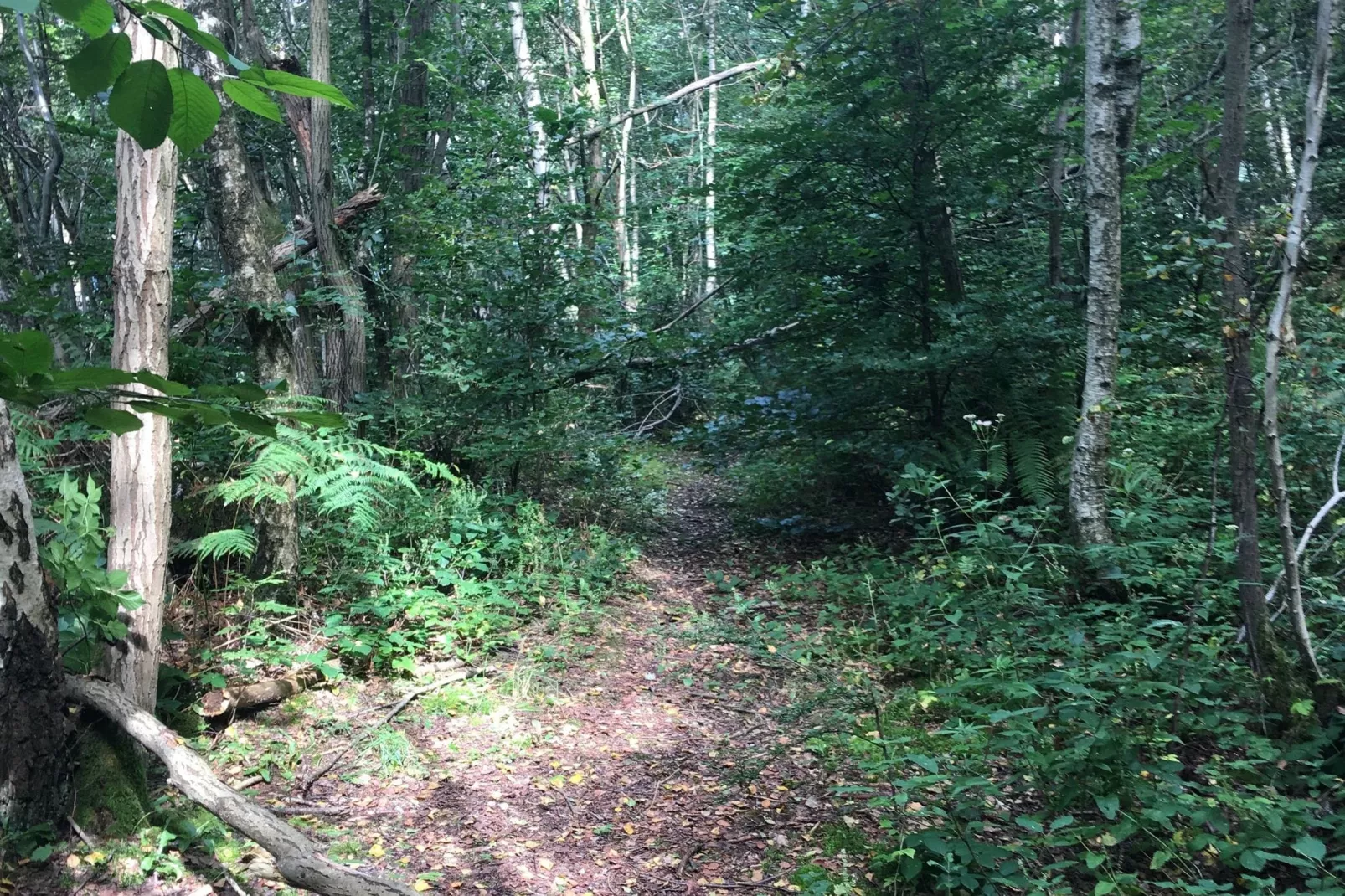 Le Vieux Sart 27-Gebieden zomer 1km