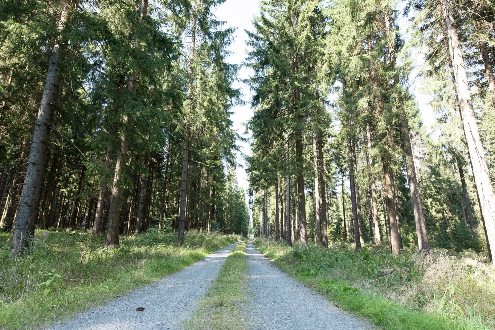 Zur Försterei-Gebieden zomer 5km