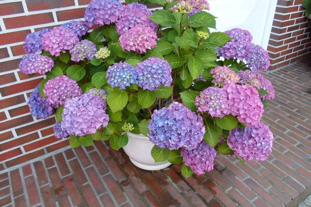 385319-Tuinen zomer