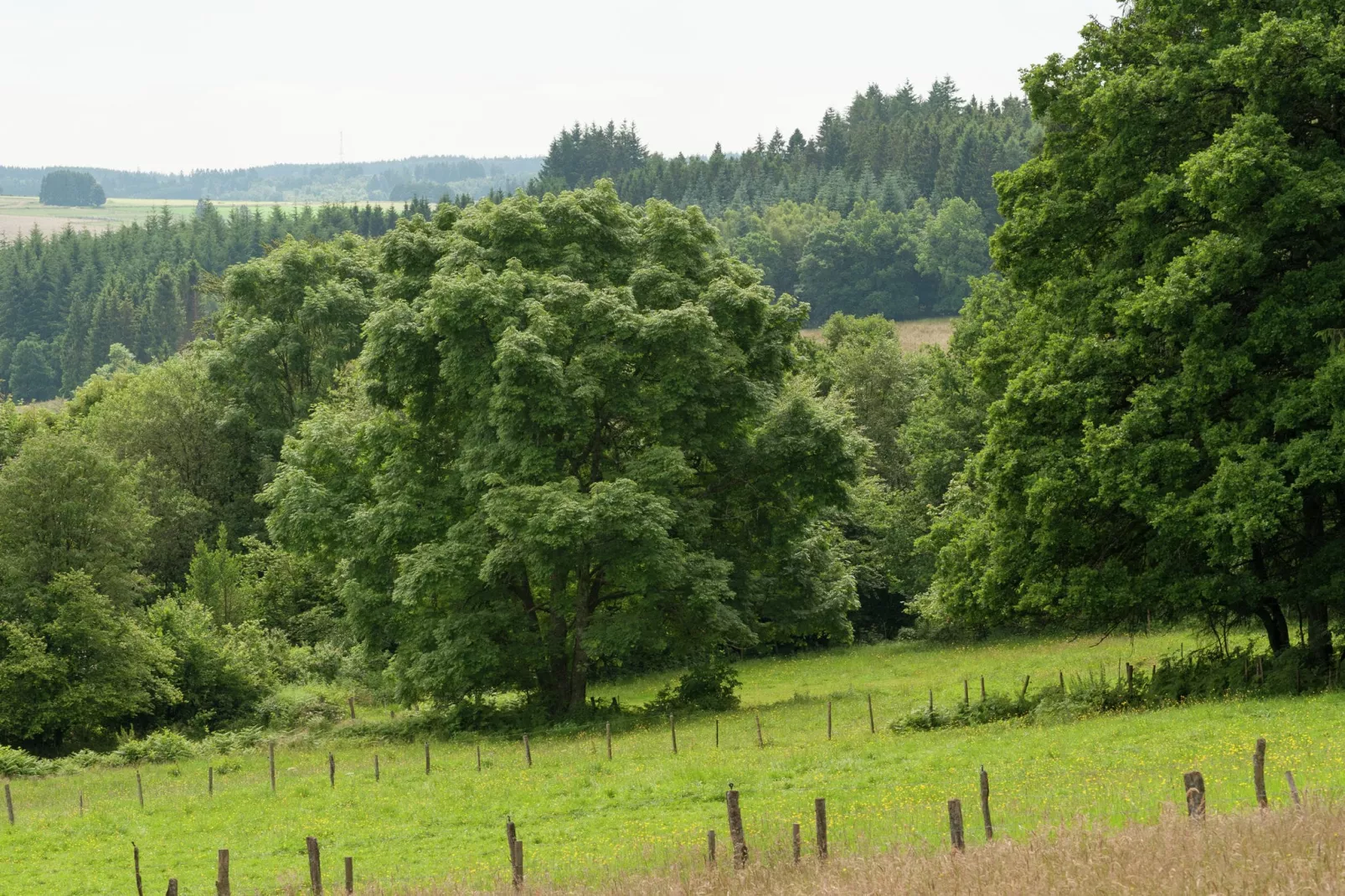 Le Gîte de Jevigné-Gebieden zomer 1km