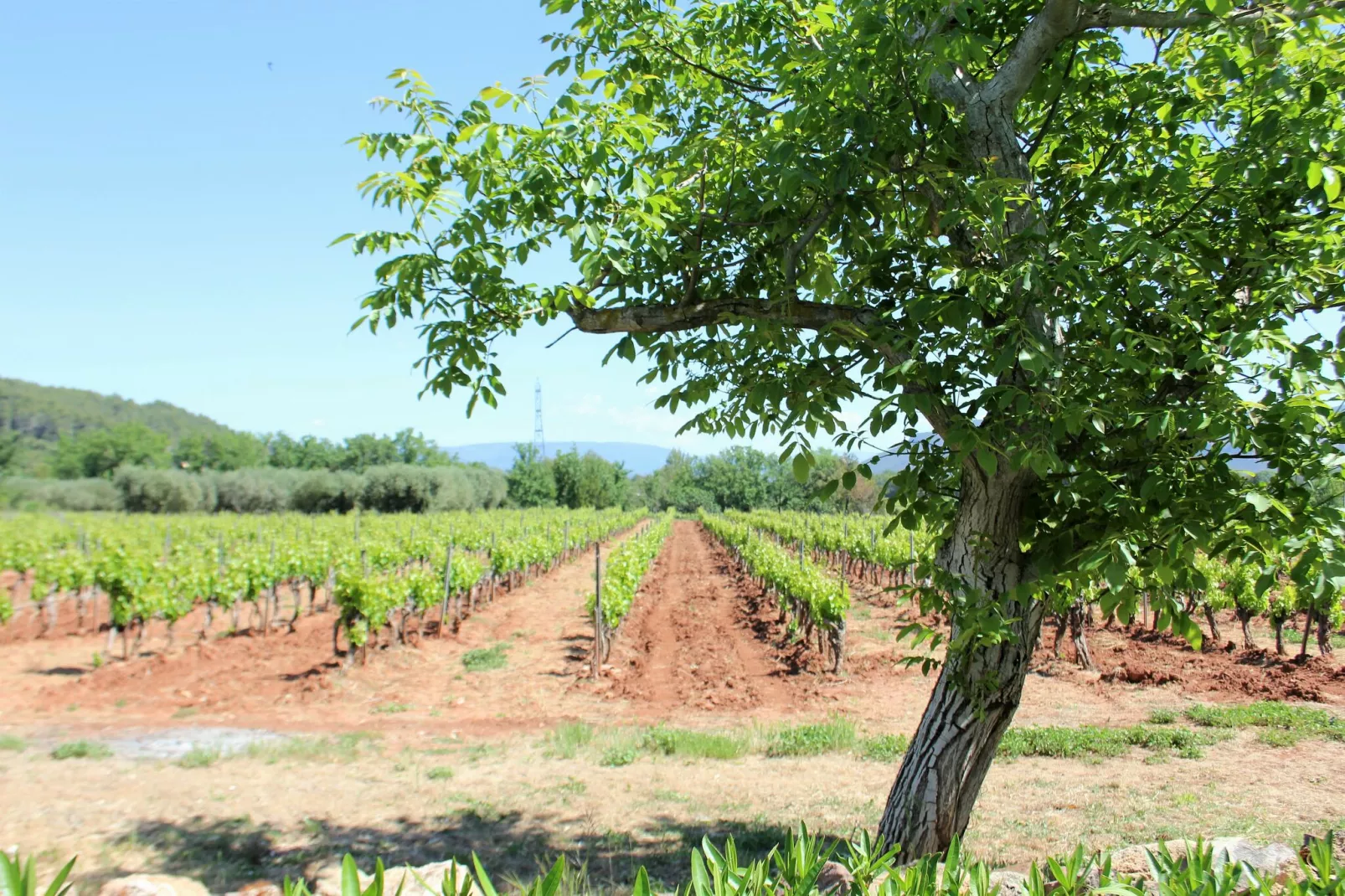 Entre les vignobles-Uitzicht zomer