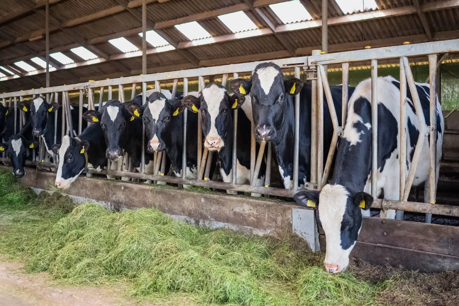 De Genderense Hoeve-Tuinen zomer