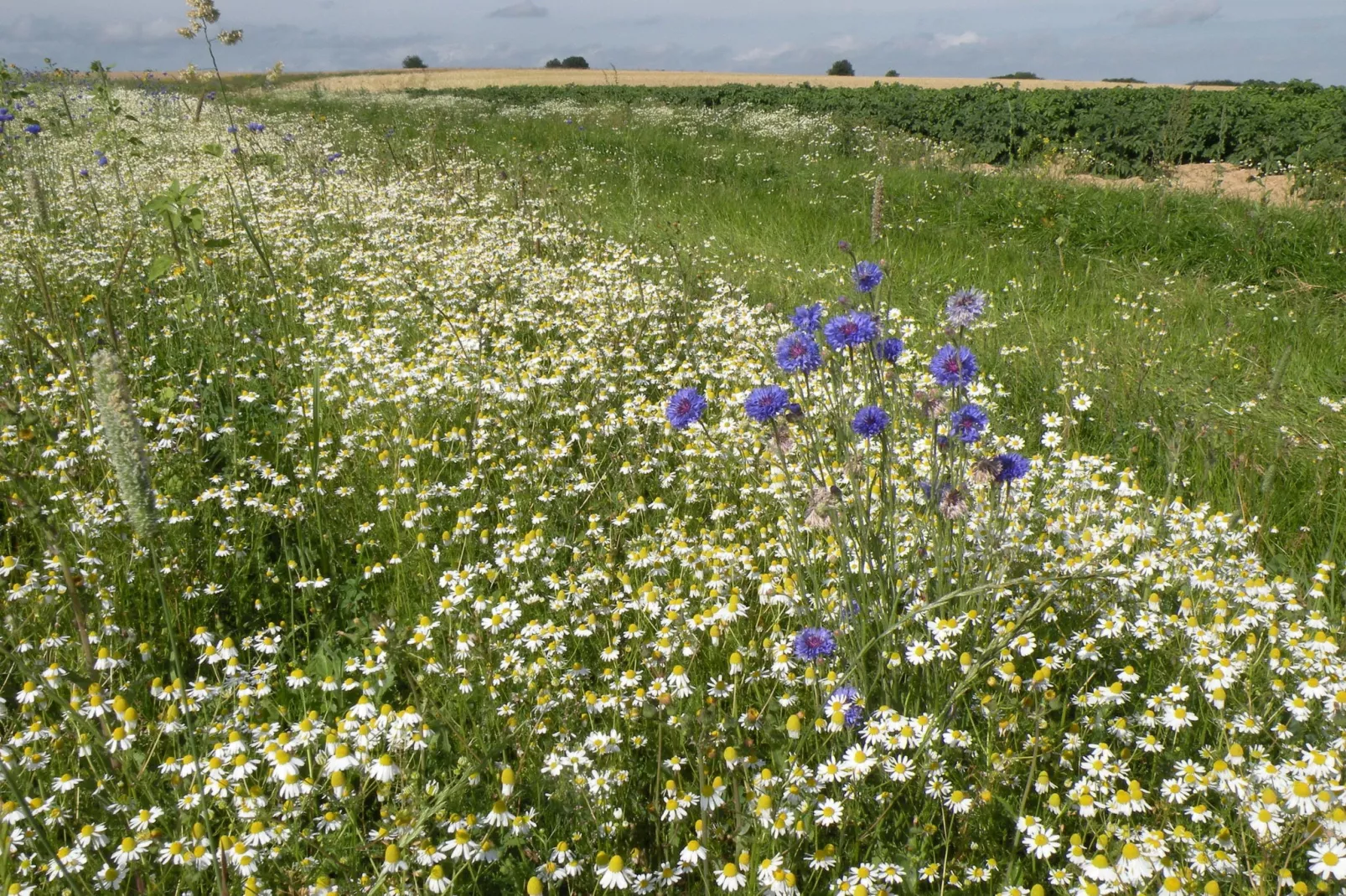 Les Orchidées-Gebieden zomer 1km