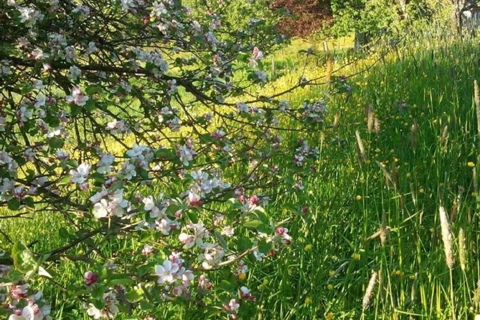 Le Marteaubois-Tuinen zomer