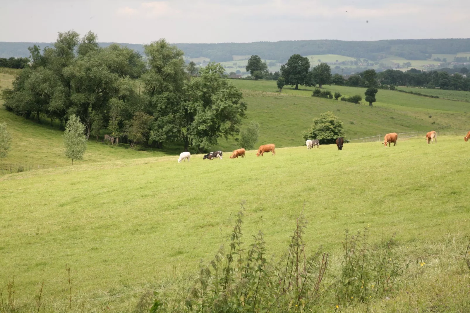 Jardin de l'Ourthe 22-Gebieden zomer 20km