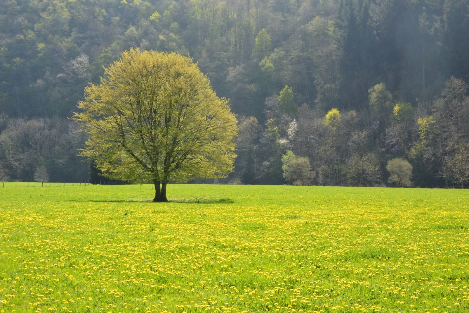 Jardin de l'Ourthe 22-Sfeer