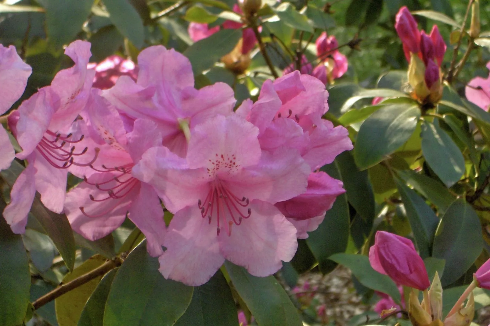 Les Vateaux-Tuinen zomer