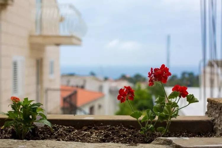 Serious Job Apartment - One Bedroom Apartment with Shared Terrace (veći)-Uitzicht