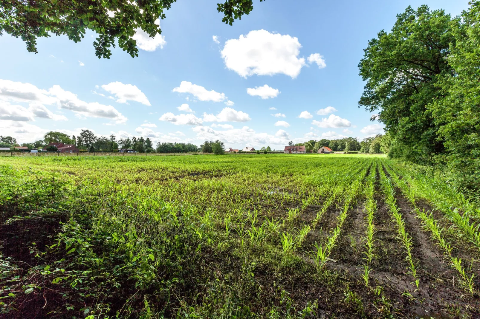 De Snoeibijl-Uitzicht zomer